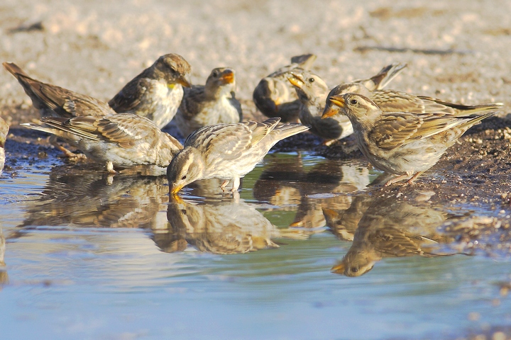 la carica dei 101 (passere lagie)